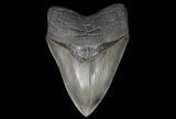 Serrated, Megalodon Tooth - Georgia #69762-1